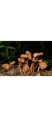 솔방울버섯 (Baeospora myosura (Fr.) Sing.)