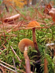원추낭피버섯 (Cystoderma jasonis (Cke. & Mass.) harm)