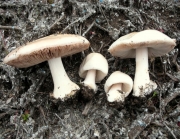 비단버섯(제주비단털버섯, 예쁜비단털버섯아재비) (Volvopluteus gloiocephalus (DC.) Vizzini, Contu & Justo  > Volvopluteus gloiocephala (DC.) Boekh. & Enderie  > Volvopluteus speciosa var. gloiocephala (DC.) Sing. > Volvopluteus speciosa Sing. var. speciosa)