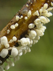 은방울버섯 (Calyptella campanula (Nees) W.B. Cooke)