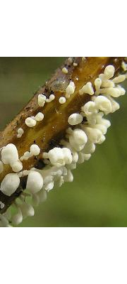 은방울버섯 (Calyptella campanula (Nees) W.B. Cooke)