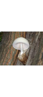 흰비단털버섯 (Volvariella bombycina (Schaeff.) Sing.)