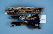 오갈나무종버섯(오갈털버섯) (Campanella boninensis (S. Ito & Imai) Parmasto > Dictyolus boninensis S. Ito & Imai)