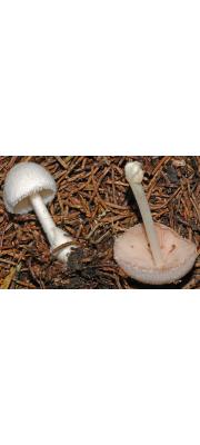 백마비단털버섯 (Volvariella hypopithys (Fr.) Shaffer)