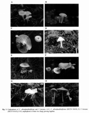 깔때기비단털버섯 (Volvariella koreana S.J. Seok et al.)