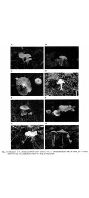 깔때기비단털버섯 (Volvariella koreana S.J. Seok et al.)