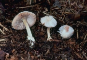 요정비단털버섯 (Volvariella pusilla (Pers.) Sing.  > Volvariella parvula (Weinm.) Speg.)