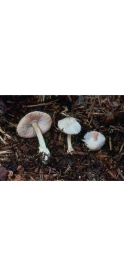 요정비단털버섯 (Volvariella pusilla (Pers.) Sing.  > Volvariella parvula (Weinm.) Speg.)