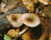 각시비단털버섯(애기비단털버섯) (Volvariella subtaylori Hongo)