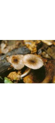 각시비단털버섯(애기비단털버섯) (Volvariella subtaylori Hongo)