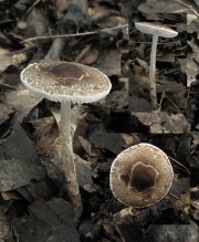 침갓버섯 (Lepiota echinella quél.)