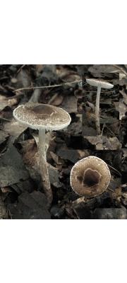 침갓버섯 (Lepiota echinella quél.)