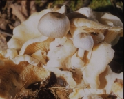 기생비단털버섯(깔때기비단털버섯 개칭) (Volvariella surrecta (Knapp) Sing.)