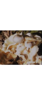 기생비단털버섯(깔때기비단털버섯 개칭) (Volvariella surrecta (Knapp) Sing.)