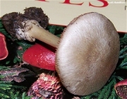 회색비단털버섯 (Volvariella taylori (Berk. & Br.) Sing.)