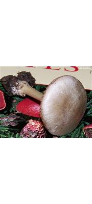 회색비단털버섯 (Volvariella taylori (Berk. &amp; Br.) Sing.)