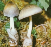 새털비단털버섯 (Volvariella villosovolva (Lloyd) Sing.)