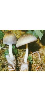 새털비단털버섯 (Volvariella villosovolva (Lloyd) Sing.)