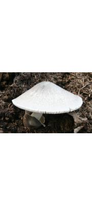 풀버섯(검은비단털버섯) (Volvariella volvacea (Bull.) Sing.  > Volvariella volvacea (Bull.) Sing. var. volvacea > Volvariella volvacea var. nigricans (Kawam.) Hongo)