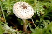 털갓버섯 (Lepiota tomentella J.E. Lange)