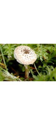 털갓버섯 (Lepiota tomentella J.E. Lange)