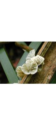 유착나무종버섯(양상치잎맥버섯) (Campanella junghuhnii (Mont.) Sing.)