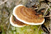 전나무조개버섯 (Gloeophyllum abietinum (Bull.) P. Karst.)