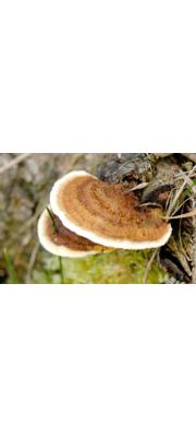 전나무조개버섯 (Gloeophyllum abietinum (Bull.) P. Karst.)