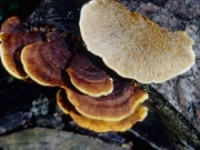 조개버섯(구멍조개버섯) (Gloeophyllum sepiarium (Wulf.) P. Karst.  > Gloeophyllum ungulatum)