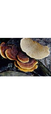 조개버섯(구멍조개버섯) (Gloeophyllum sepiarium (Wulf.) P. Karst.  > Gloeophyllum ungulatum)
