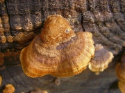 밤갈색조개버섯 (Gloeophyllum subferrugineum (Berk.) Bond. & Sing.)