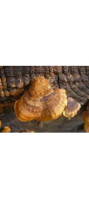 밤갈색조개버섯 (Gloeophyllum subferrugineum (Berk.) Bond. &amp; Sing.)