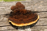 작은조개버섯 (Gloeophyllum trabeum (Pers.) Murr.)