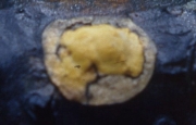 헛털버섯 (Veluticeps ambigua (Peck) Hjortst. & Telleria)