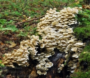 애기무리버섯 (Clitocybula familia (Peck) Sing.)