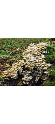 애기무리버섯 (Clitocybula familia (Peck) Sing.)
