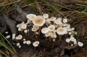 흰무리애기버섯 (Collybia cirrhata (Schum.) Quél. > Collybia cirrata (Schum.) Kumm. > Collybia amanitae (Batsch) Kreisel)