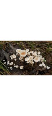 흰무리애기버섯 (Collybia cirrhata (Schum.) Quél. > Collybia cirrata (Schum.) Kumm. > Collybia amanitae (Batsch) Kreisel)