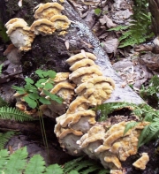 각피시루뻔버섯 (Inonotus cuticularis (Bull.) P. Karst.)