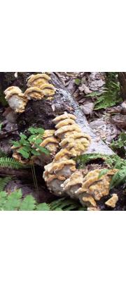 각피시루뻔버섯 (Inonotus cuticularis (Bull.) P. Karst.)