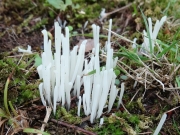 맑은국수버섯 (Clavaria acuta Sow.)