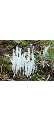 맑은국수버섯 (Clavaria acuta Sow.)