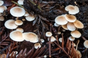 콩애기버섯 (Collybia cookei (Bres.) J. D. Arnold)