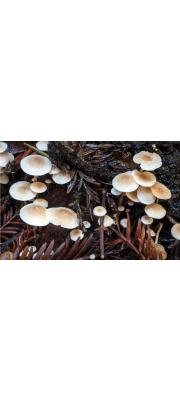 콩애기버섯 (Collybia cookei (Bres.) J. D. Arnold)
