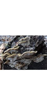 털황갈시루뻔버섯 (Inonotus flavidus (Berk.) Ryv.)
