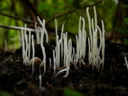 국수버섯 (Clavaria fragilis Holmsk.  > Clavaria vermicularis Scop.)