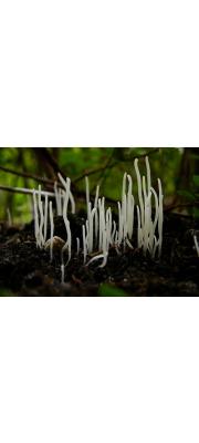국수버섯 (Clavaria fragilis Holmsk.  > Clavaria vermicularis Scop.)