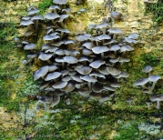 검은애기무리버섯 (Clitocybula abundans (Peck) Sing.)