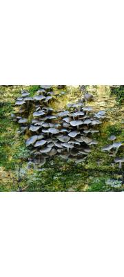 검은애기무리버섯 (Clitocybula abundans (Peck) Sing.)