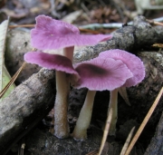 보라애기버섯 (Collybia iocephala (Berk. & Curt.) Sing.)